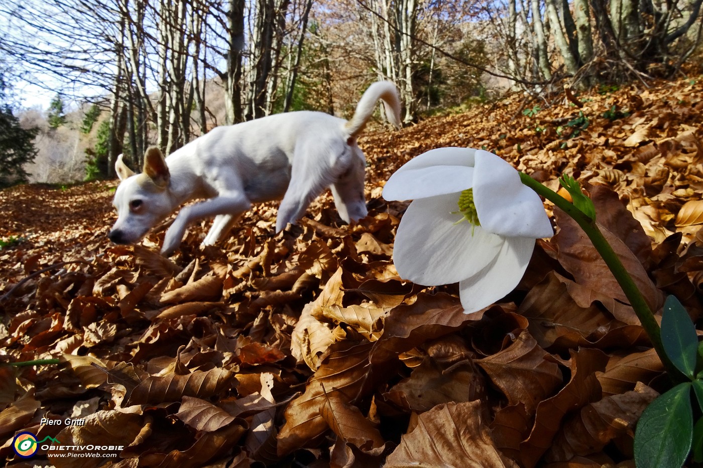 13 Ellebori a novembre !.JPG -                                